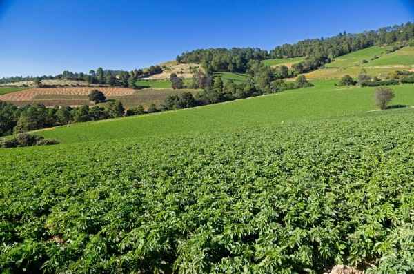Engage Crop Solutions gains registration in Mexico for its water-saving technology